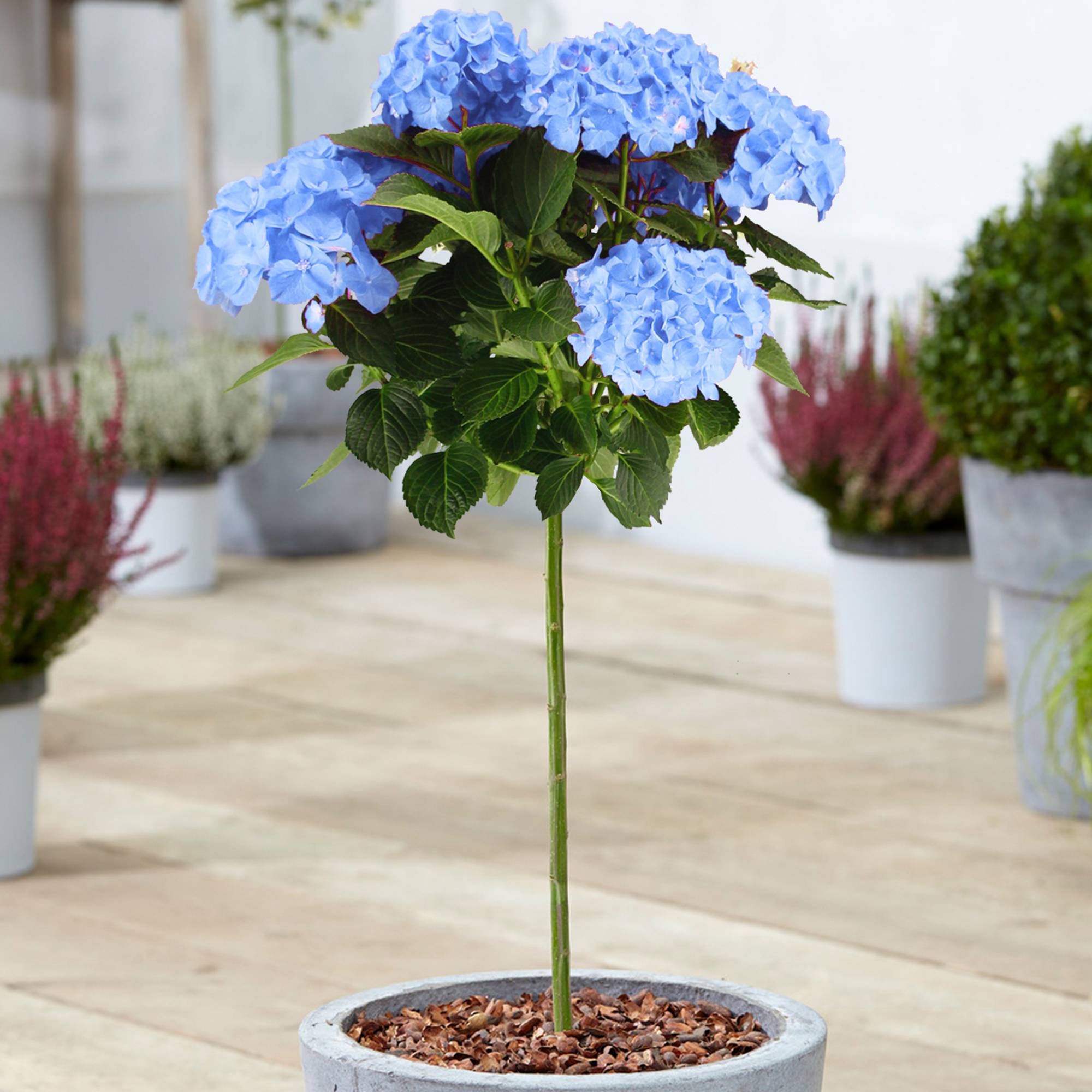 Gardenersdream - Hortensia macrophylla arbre patio bleu, pot 3L, 50-90 cm - idéal pour balcons et jardins - GardenersDream - Image 1