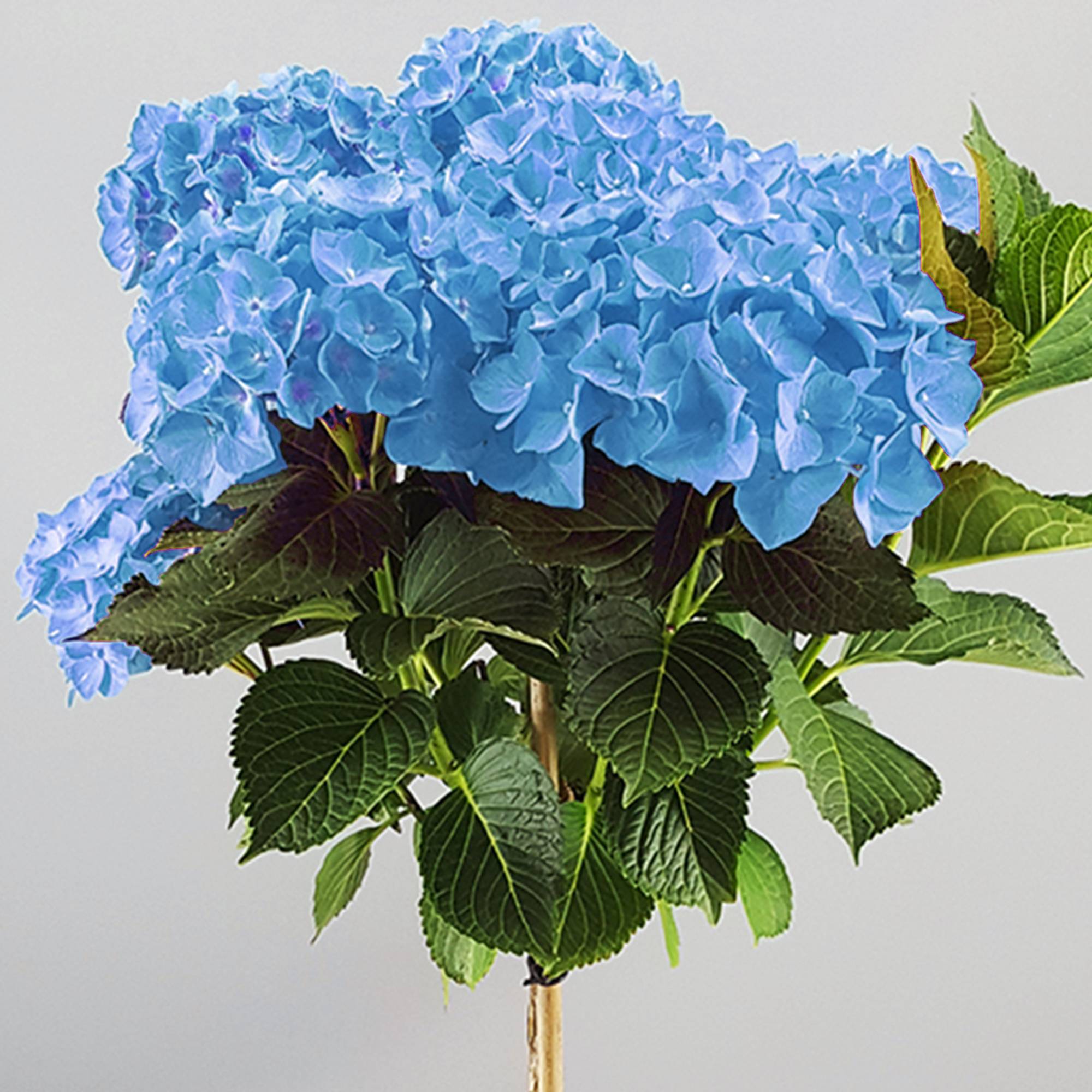 Gardenersdream - Hortensia macrophylla arbre patio bleu, pot 3L, 50-90 cm - idéal pour balcons et jardins - GardenersDream - Image 2