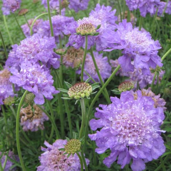 Scabieuse Butterfly Blue - Scabiosa Godet de 7/8 cm