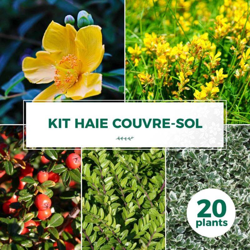 Haie Couvre Sol - 20 arbustes - - Pépinières Naudet - Image 1
