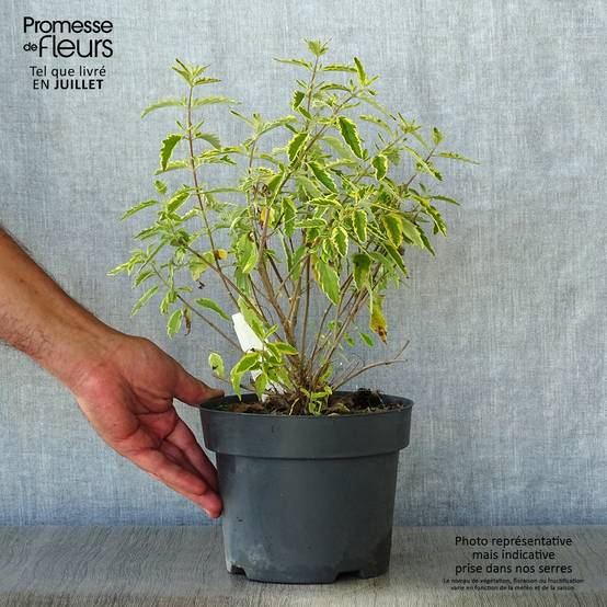 Promesse de Fleurs - Caryopteris Summer Sorbet® - Spirée Bleue, Barbe-bleue Pot de 3L/4L - Image 2