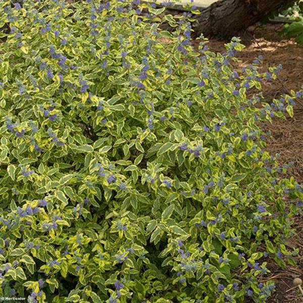 Promesse de Fleurs - Caryopteris Summer Sorbet® - Spirée Bleue, Barbe-bleue Pot de 3L/4L
