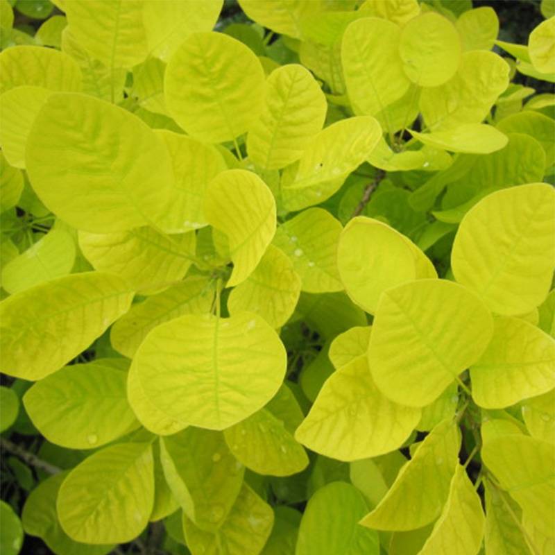 Promesse de Fleurs - Cotinus coggygria Golden Spirit - Arbre à Perruques Doré Pot de 7,5L/10L - Image 1