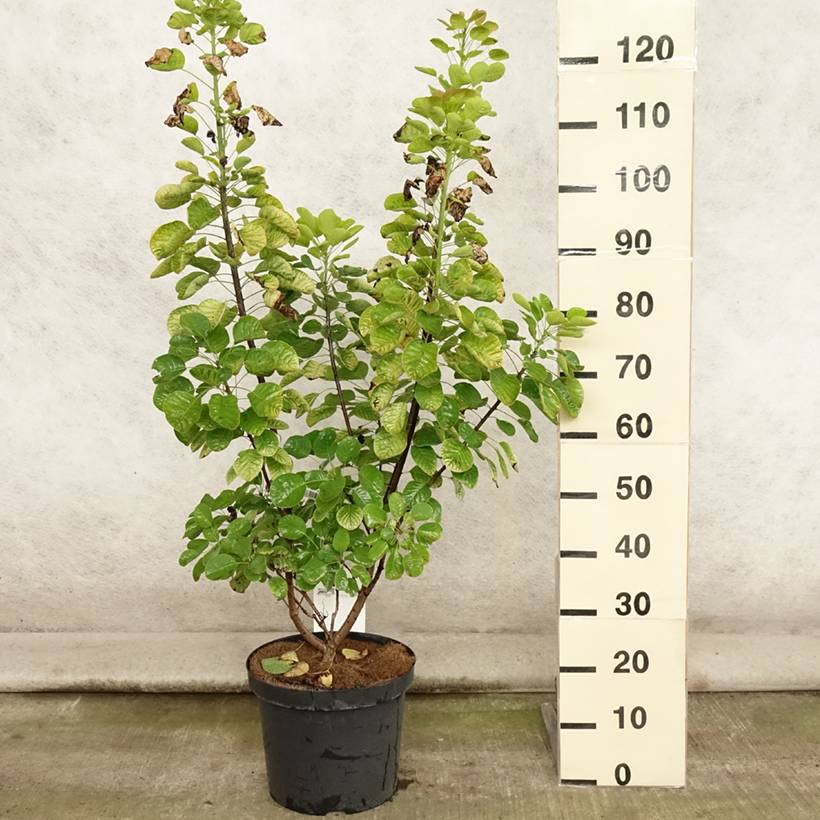 Promesse de Fleurs - Cotinus coggygria Golden Spirit - Arbre à Perruques Doré Pot de 7,5L/10L - Image 2