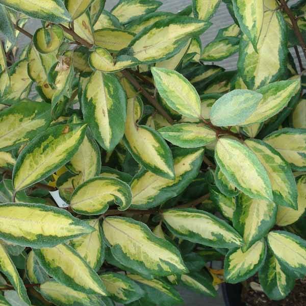 Elaeagnus ebbingei Limelight - Chalef de Ebbing Pot de 7,5L/10L - Image 1