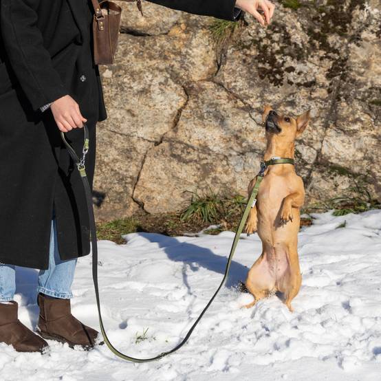 Ferplast - Ferplast laisse pour chien Daytona, laisse pour chien taille petite, 200 cm, laisse de dressage avec poignée rembourrée confortable et mousqueton en - Image 5