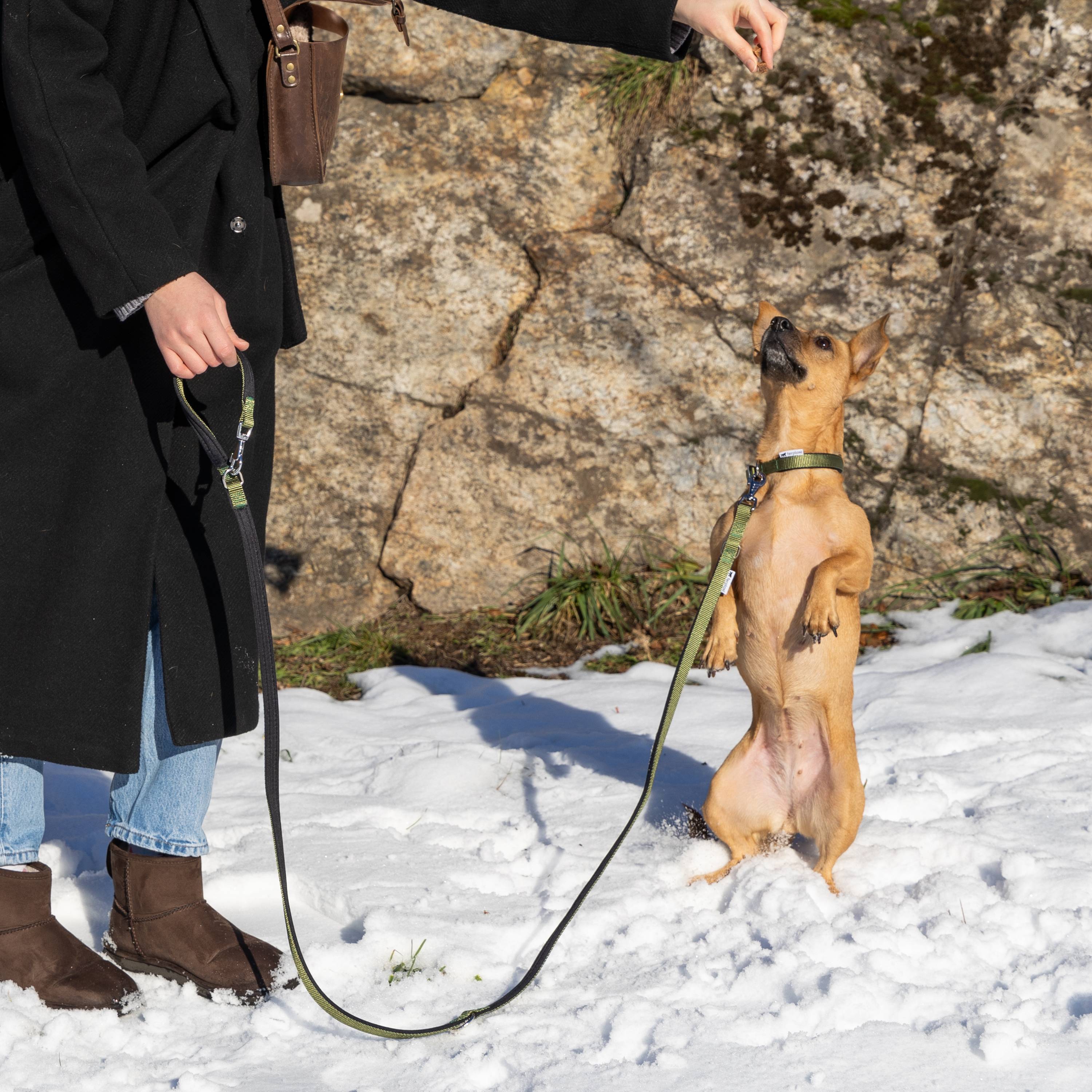 Ferplast - Ferplast laisse pour chien Daytona, laisse pour chien taille petite, 200 cm, laisse de dressage avec poignée rembourrée confortable et mousqueton en - Image 5