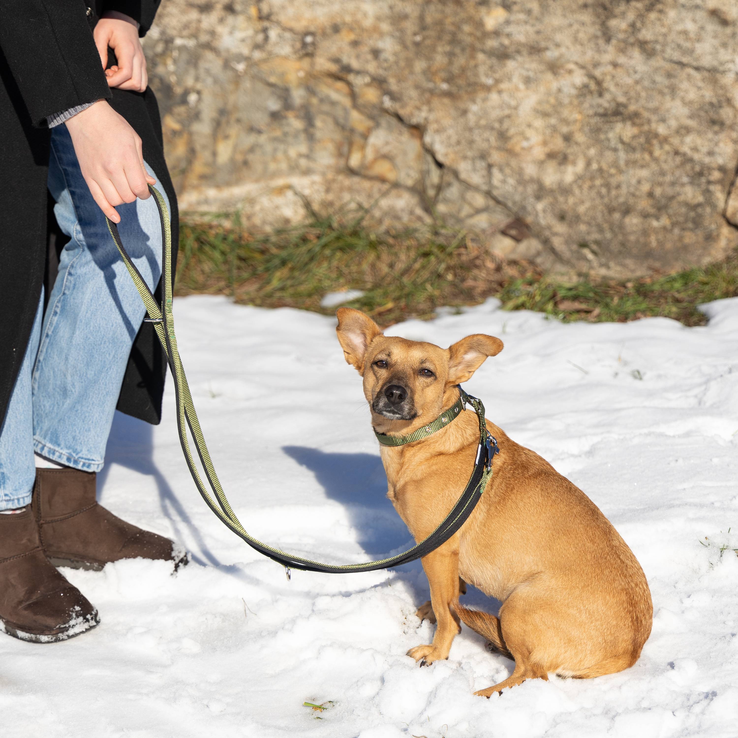 Ferplast - Ferplast laisse pour chien Daytona, laisse pour chien taille petite, 200 cm, laisse de dressage avec poignée rembourrée confortable et mousqueton en - Image 3
