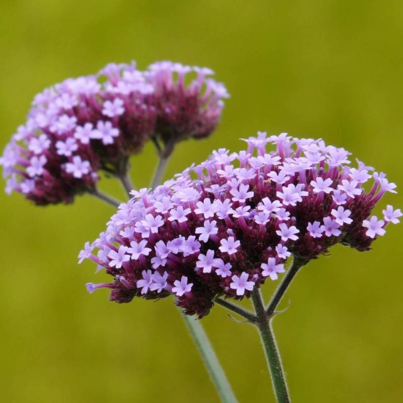 Verveine de Buenos-Aires bonariensis à fleurs Violette/Bleue - feuillage Persistant - Pot de 3L - 20/40 cm - Image 2