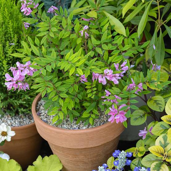 Indigofera heterantha (gerardiana) - Indigotier rose Pot de 2L/3L - Image 1