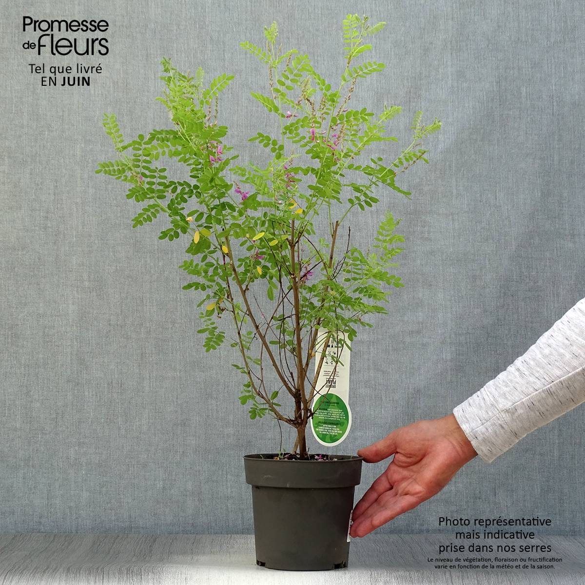 Indigofera heterantha (gerardiana) - Indigotier rose Pot de 2L/3L - Image 2
