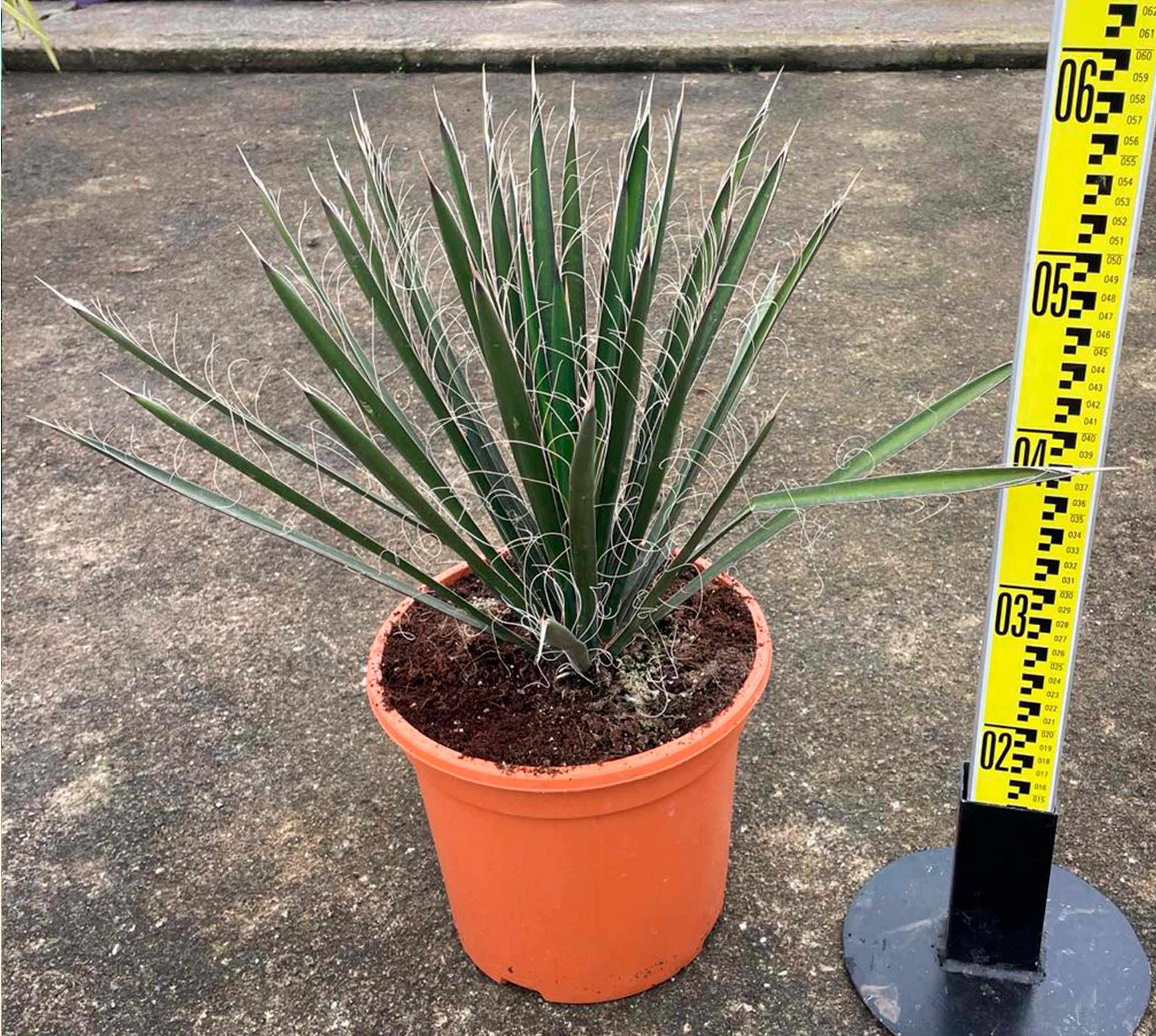 0 - Yucca filifera (Palmier de Saint Pierre) Pot de 130L 150/175cm