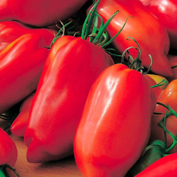Plant de tomate allongée andine cornue  pot de 0,5 litre