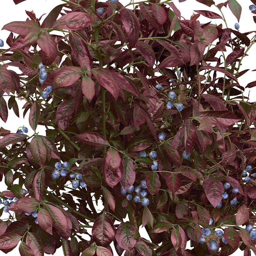 Myrtillier Cabernet Splash Pot de 2L/3L, Buisson