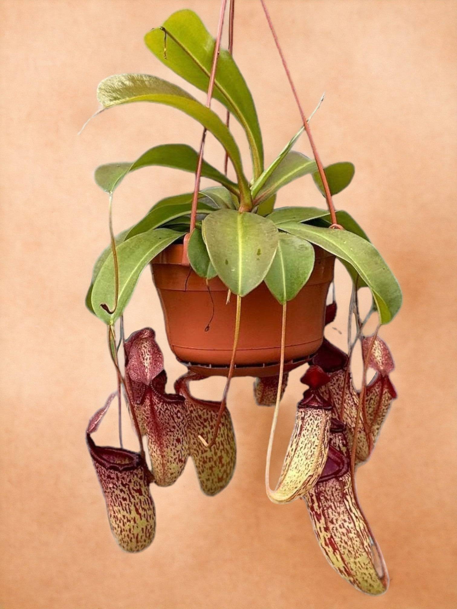 Nepenthes Monkey Jars Sam- La Green Touch
