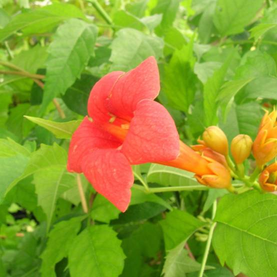Bignone Tango® 'Huidan' à fleurs Rouge - feuillage Caduc - Pot de 1L - 30/60 cm- hauteur à maturité De 5,00 m à 10,00 m - Image 2