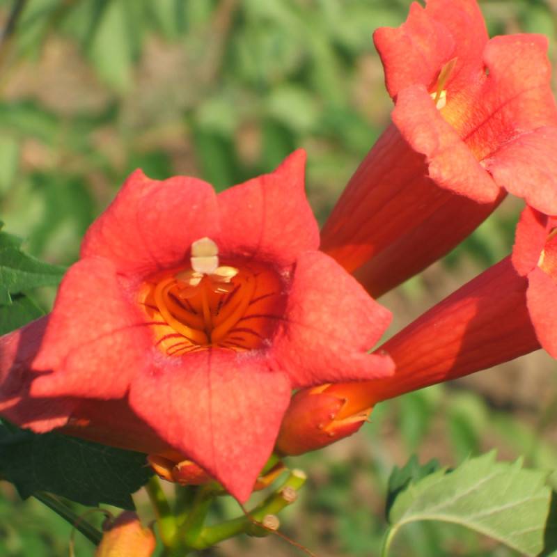 Bignone Tango® 'Huidan' à fleurs Rouge - feuillage Caduc - Pot de 1L - 30/60 cm-  hauteur à maturité De 5,00 m à 10,00 m - Image 1