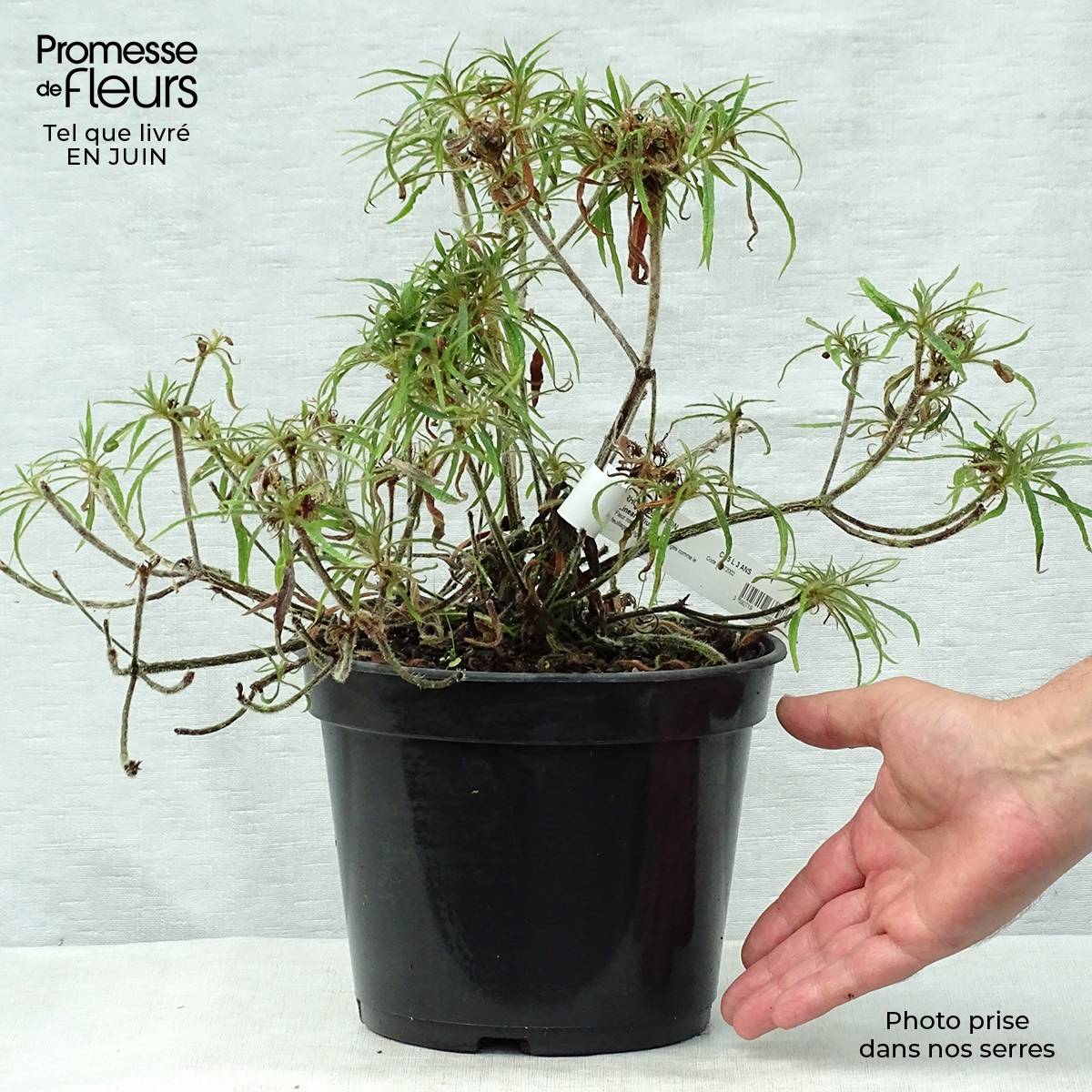 Promesse de Fleurs - Rhododendron Linearifolium - Rhododendron nain Pot de 4L/5L - Image 2