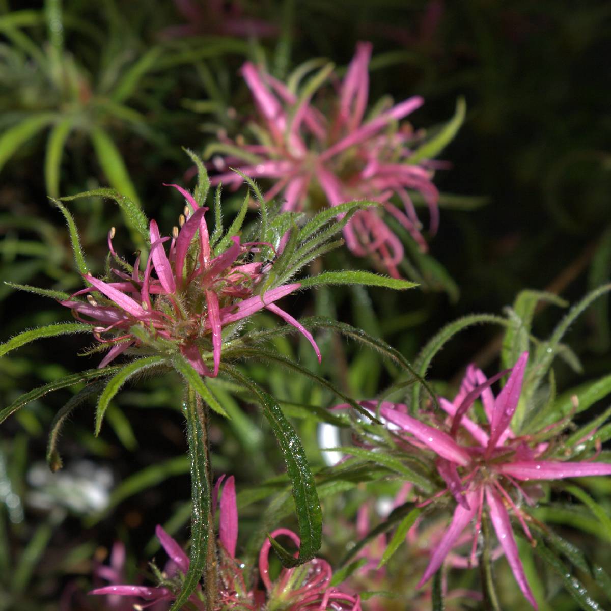 Promesse de Fleurs - Rhododendron Linearifolium - Rhododendron nain Pot de 4L/5L - Image 1