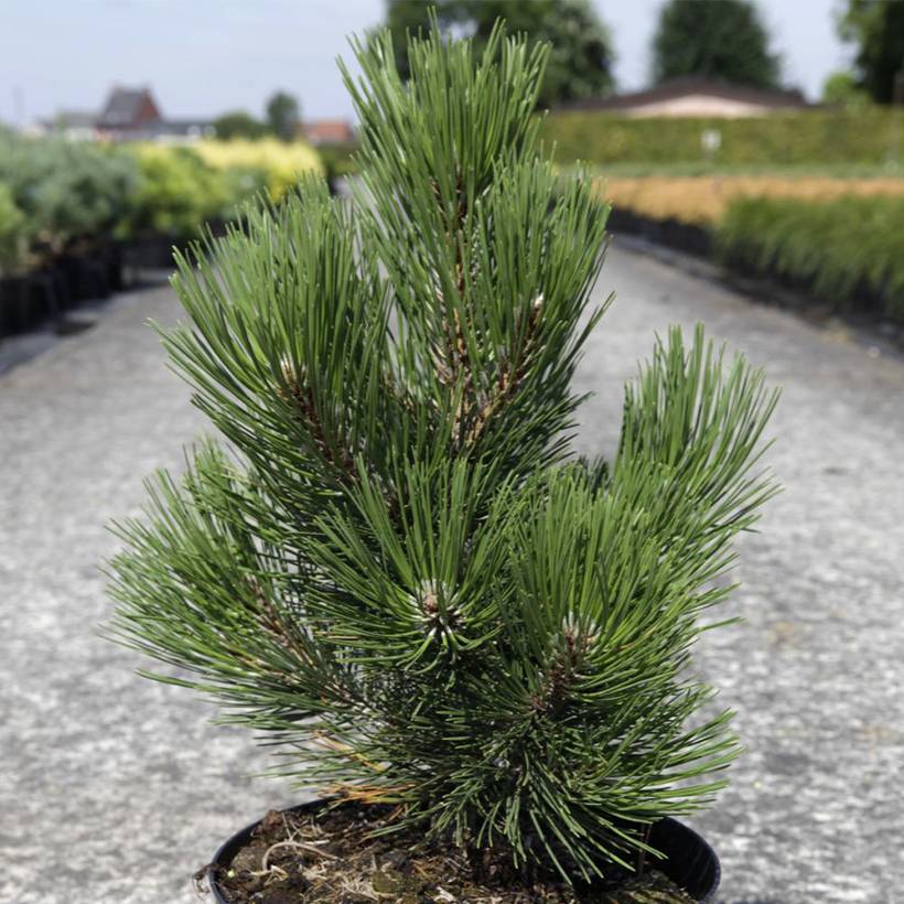 Pin de Bosnie - Pinus heldreichii Malinkii Pot de 7,5L/10L - Image 1