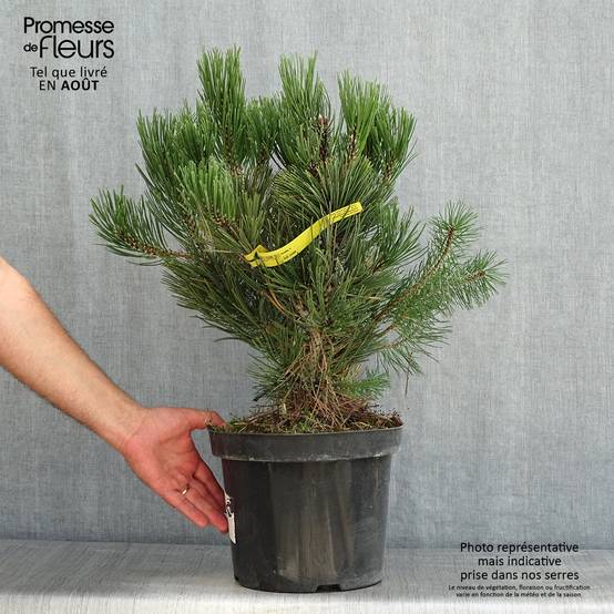 Pin de Bosnie - Pinus heldreichii Malinkii Pot de 7,5L/10L - Image 2