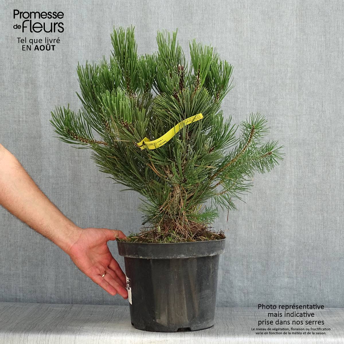Pin de Bosnie - Pinus heldreichii Malinkii Pot de 7,5L/10L - Image 2