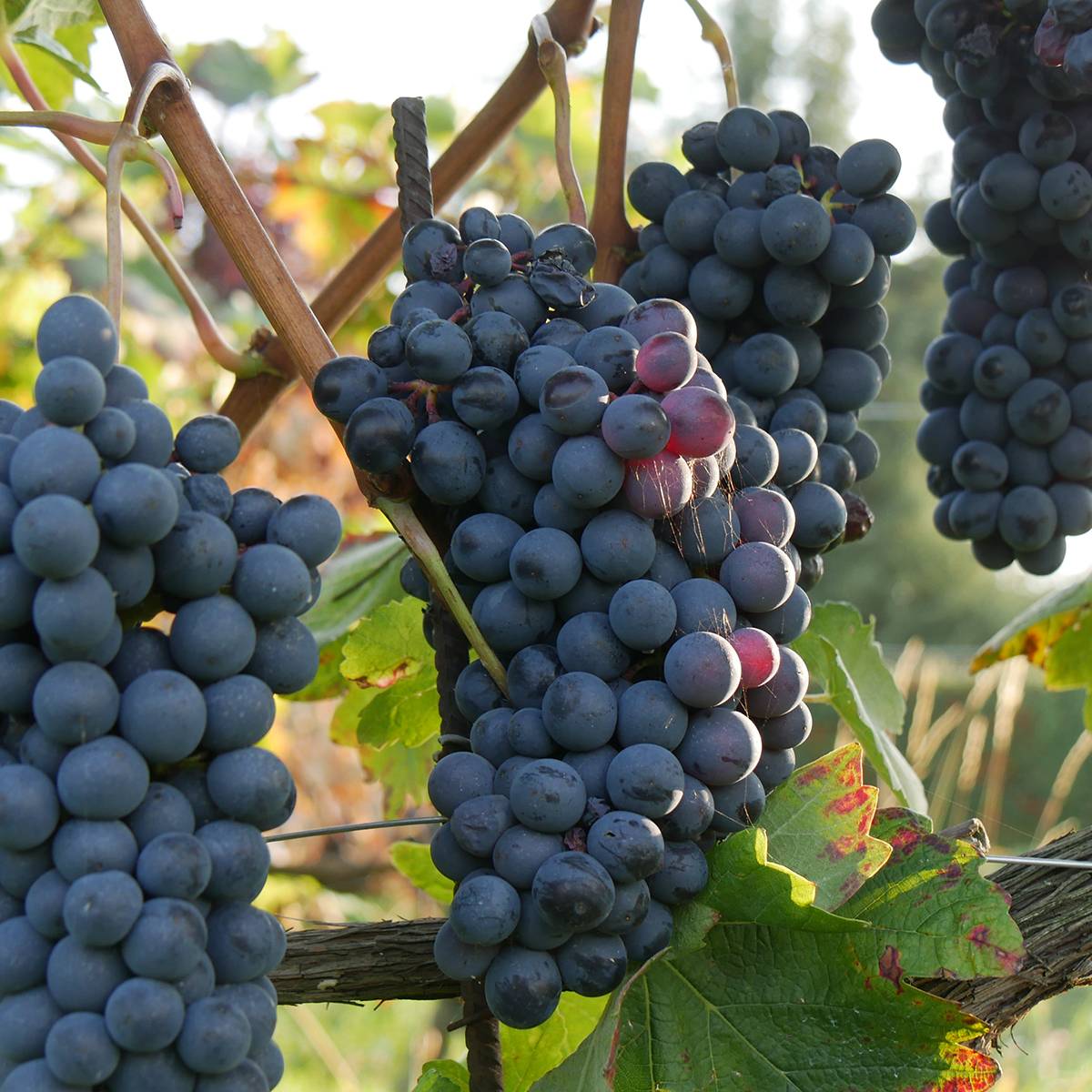 Vigne de table Agata - Vitis hybrida Pot de 1,5L/2L