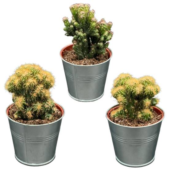 Grand Palmier Areca et Son Pot - H120cm - Image 2