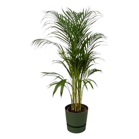 Grand Palmier Areca et Son Pot - H120cm - Image 1