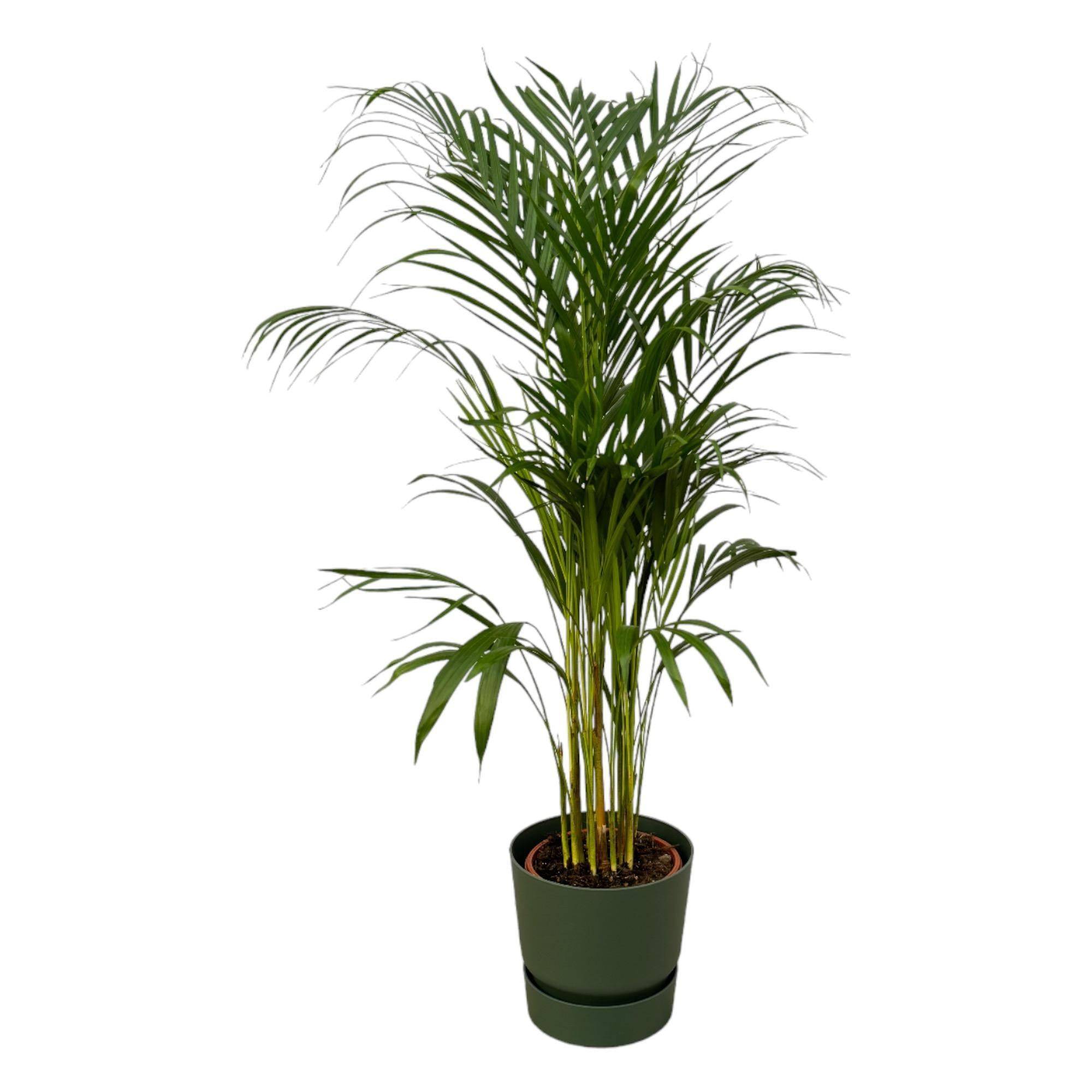 Grand Palmier Areca et Son Pot - H120cm - Image 1
