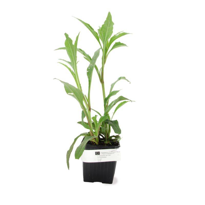 3 Echinacées 'Hot Lava' (Echinacea 'Hot Lava') - Lot de 3 vivaces - Pépinières Naudet - Image 2