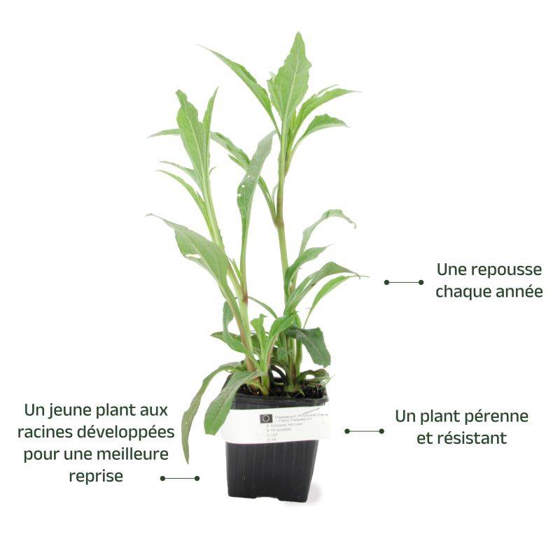 3 Echinacées 'Hot Lava' (Echinacea 'Hot Lava') - Lot de 3 vivaces - Pépinières Naudet - Image 3