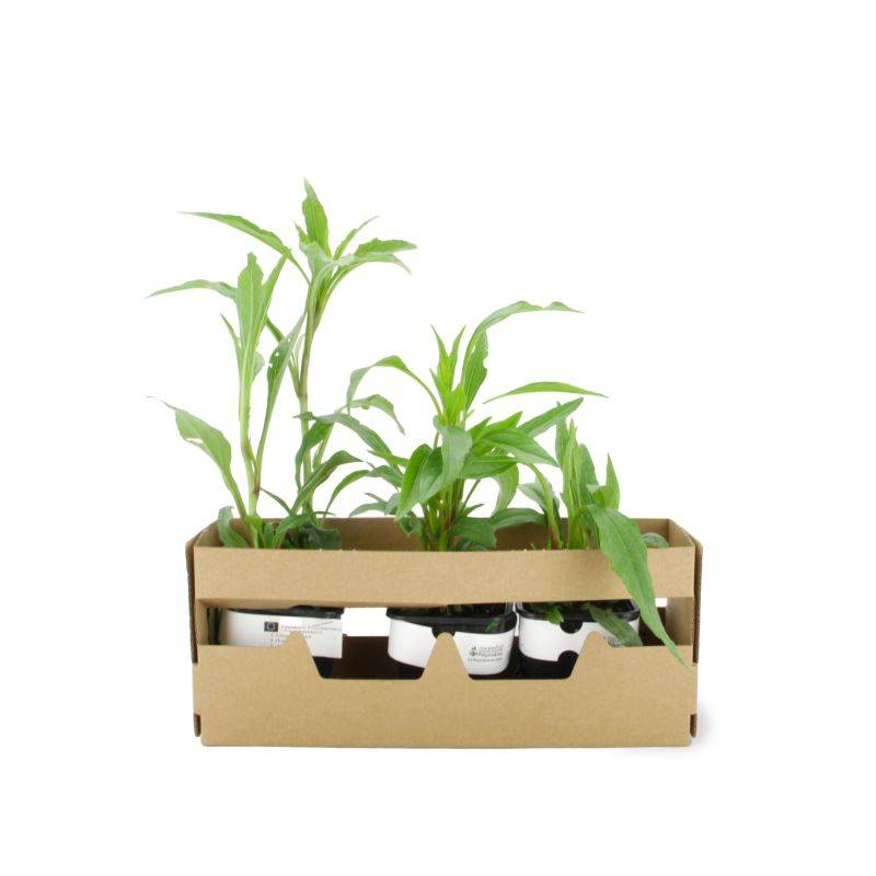 3 Echinacées 'Hot Lava' (Echinacea 'Hot Lava') - Lot de 3 vivaces - Pépinières Naudet - Image 4