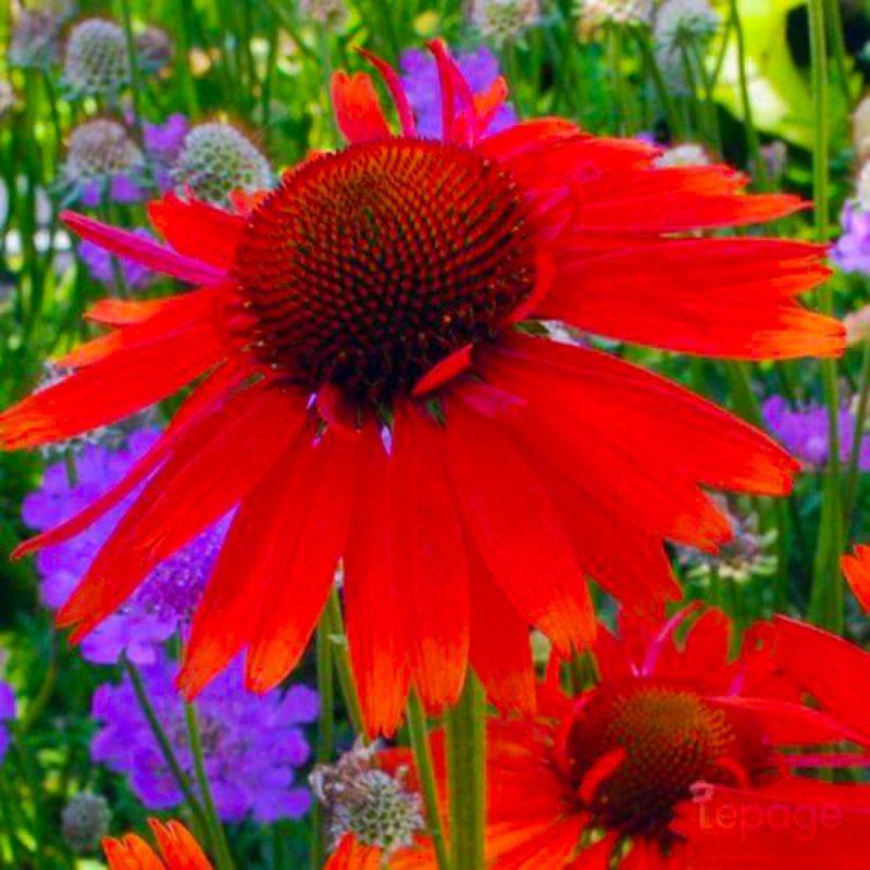 3 Echinacées 'Hot Lava' (Echinacea 'Hot Lava') - Lot de 3 vivaces - Pépinières Naudet - Image 1