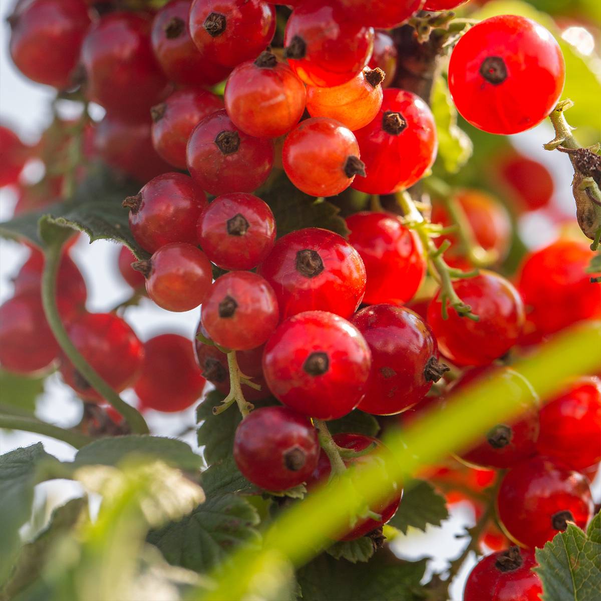 Groseillier à grappes rouges Versaillaise - Ribes rubrum Pot de 4L/5L