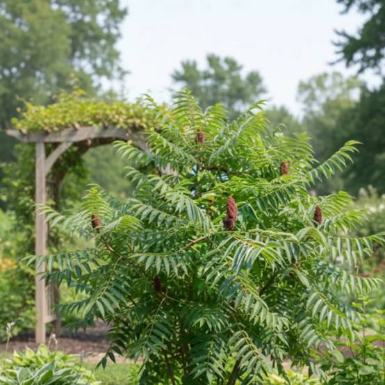 Sumac de Virginie, Rhus - Pot de 15L - Image 3