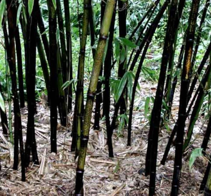 0 - Phyllostachys nigra (bambou noir) Pot de 10L 100/120cm - Image 3