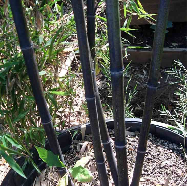 0 - Phyllostachys nigra (bambou noir) Pot de 10L 100/120cm - Image 1