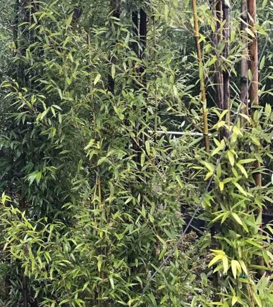 0 - Phyllostachys nigra (bambou noir) Pot de 10L 100/120cm - Image 2