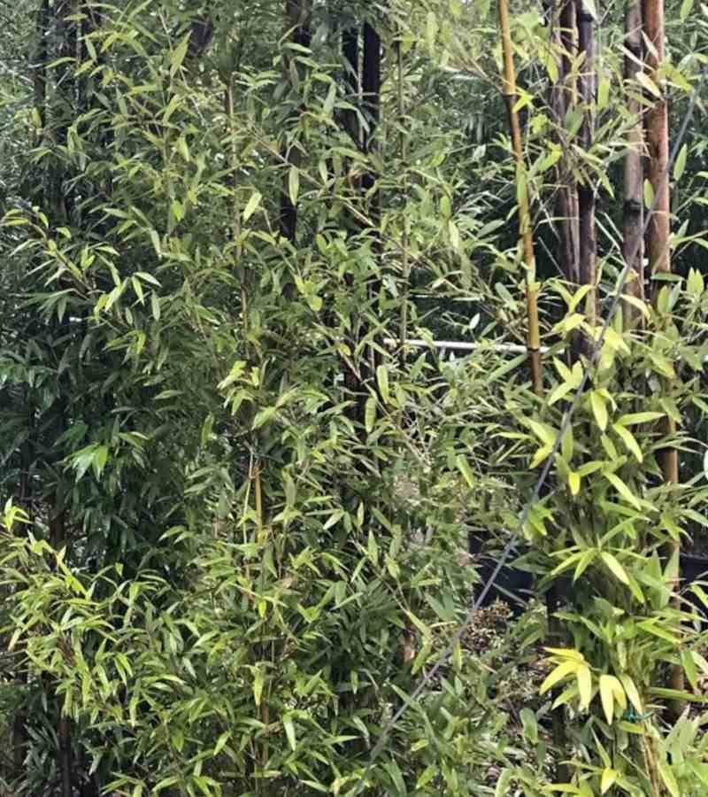 0 - Phyllostachys nigra (bambou noir) Pot de 10L 100/120cm - Image 2