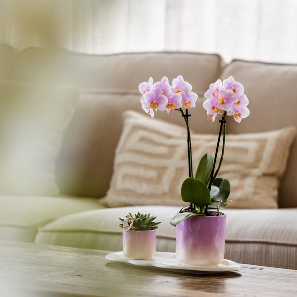 Saint - H35cm - Image 1