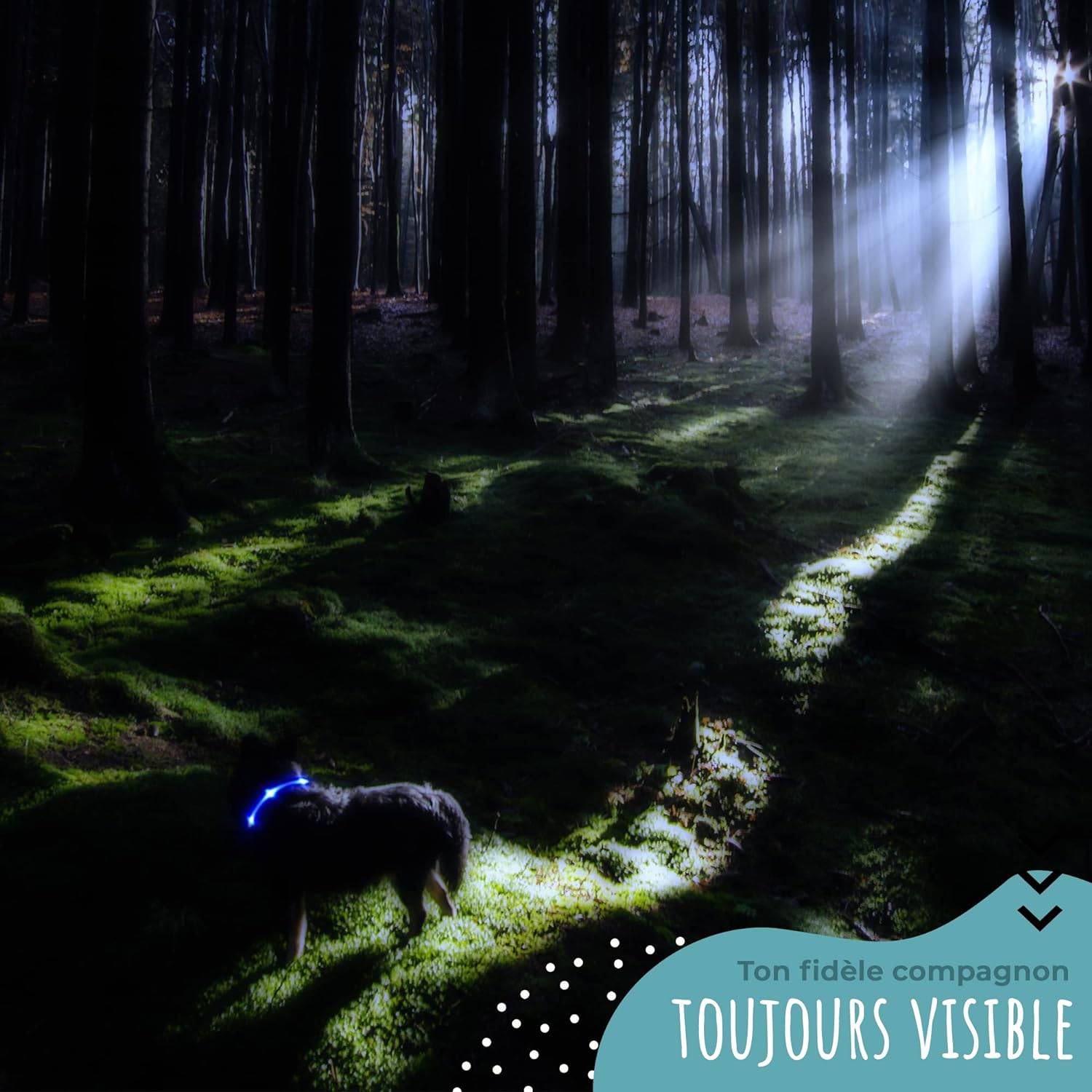 Bi International - Collier Lumineux pour Chien - Rechargeable par USB - Nylon renforcé - Haute Qualité, Stabilité & Sécurité (rosé, L) – BI International - Image 3