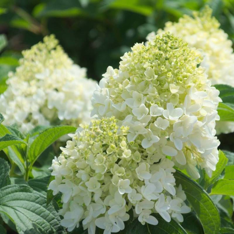 Hortensia paniculata Silver Dollar, Hydrangea paniculata à fleurs Blanche - feuillage Caduc - Pot de 7,5L - 60/80 cm-  hauteur à maturité De 1,00 m à - Image 1