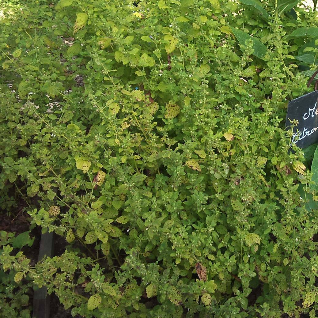 Mélisse citronnelle  Pot de 1,5L/2L