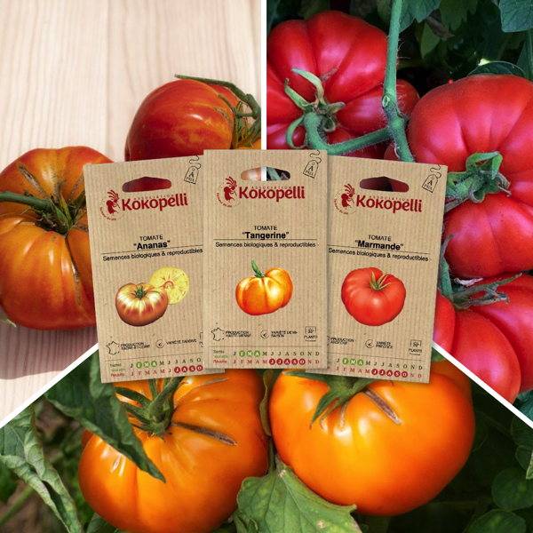 Tomates pour salade - 3 sachets de graines bio à semer - Image 1