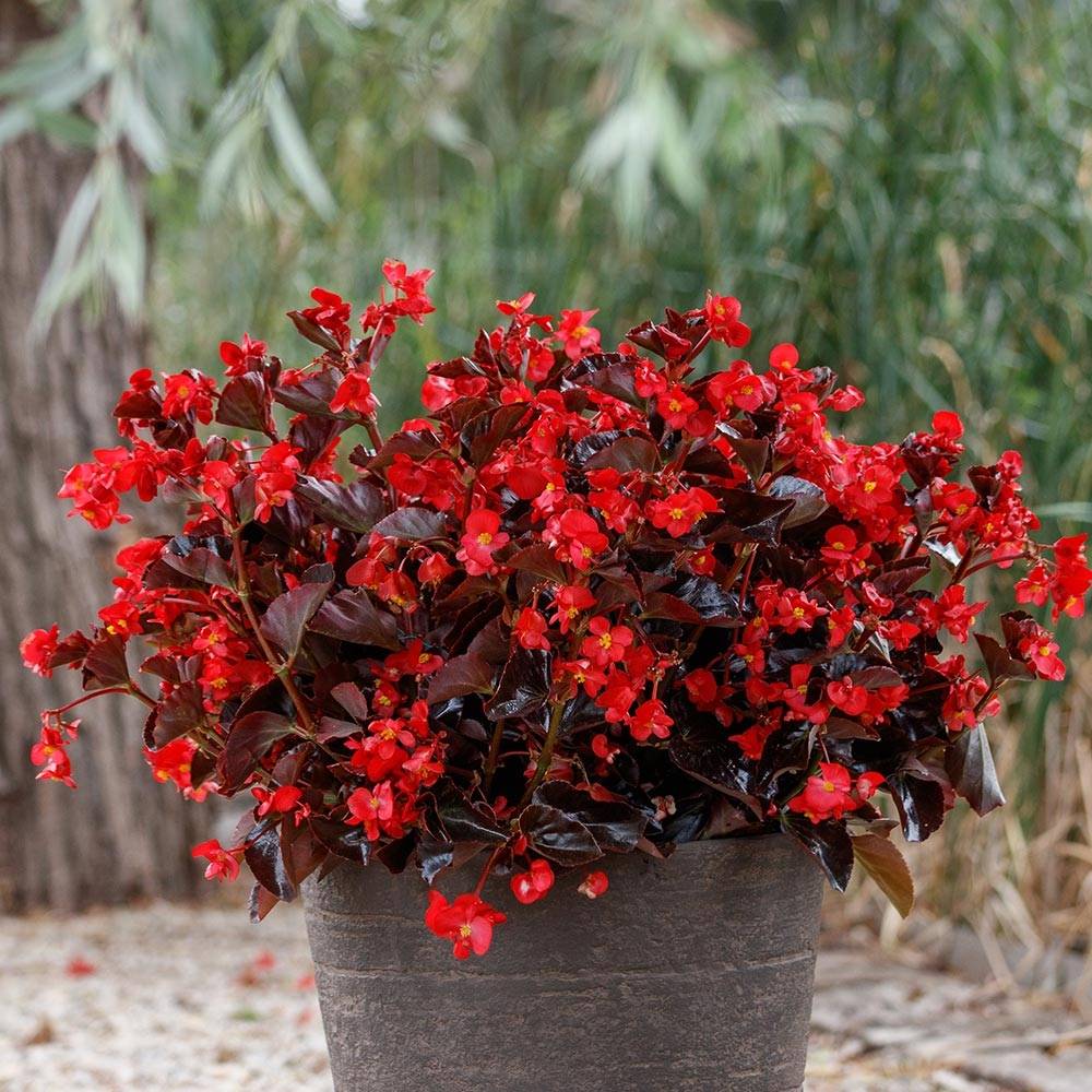 Bégonia Viking Bronze Red Mini-mottes  Mini-motte Ø 3/4 cm (par 5)
