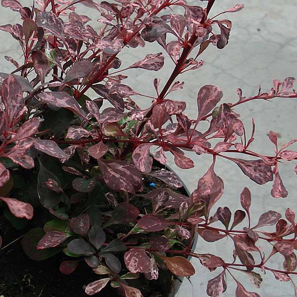 Berberis thunbergii Rosy Glow Pot de 7,5L/10L - Image 1