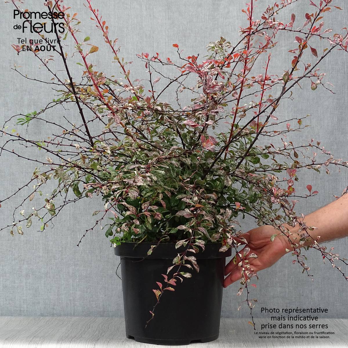 Berberis thunbergii Rosy Glow Pot de 7,5L/10L - Image 2