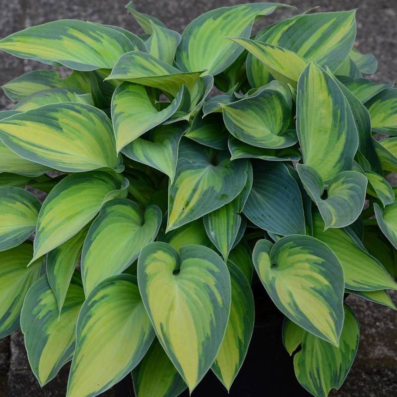 Hosta Great Expectations à fleurs Bleue/Violette - feuillage Caduc - Godet - 5/20 cm - Image 1