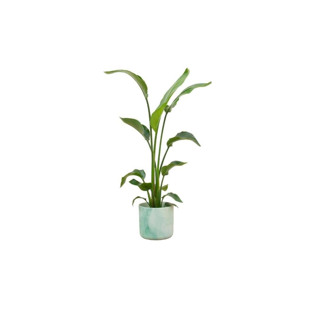 La Green Touch - Strelitzia Nicolai 120 cm et son pot- La Green Touch Vert Océan - Hauteur 120cm